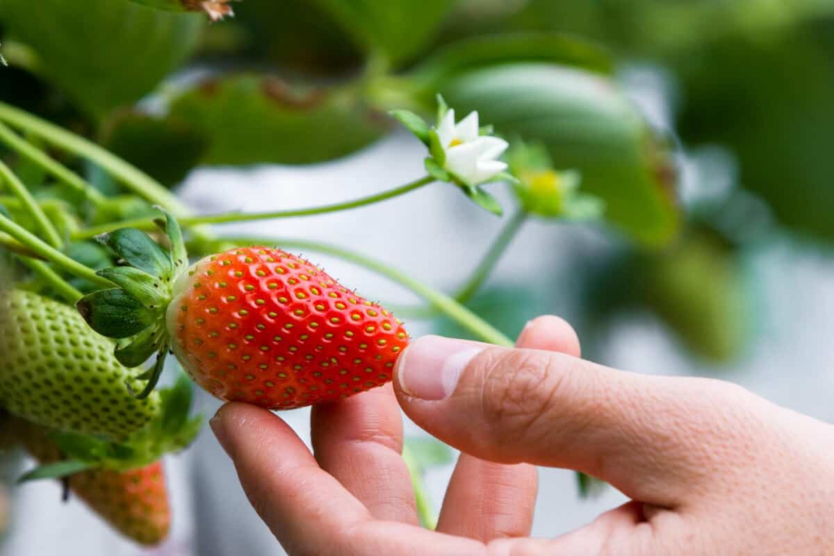 Troubleshooting Hydroponically Growing Strawberries
