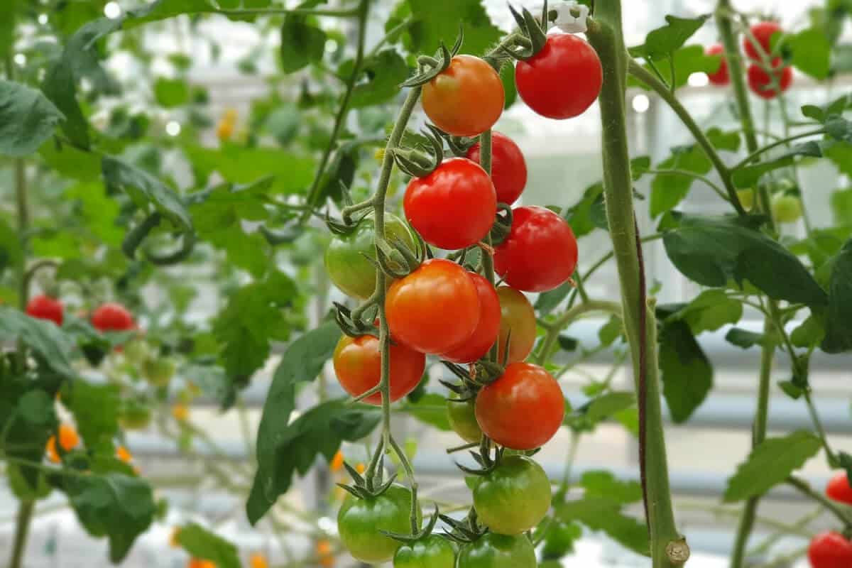 Troubleshooting Hydroponically Growing Tomatoes