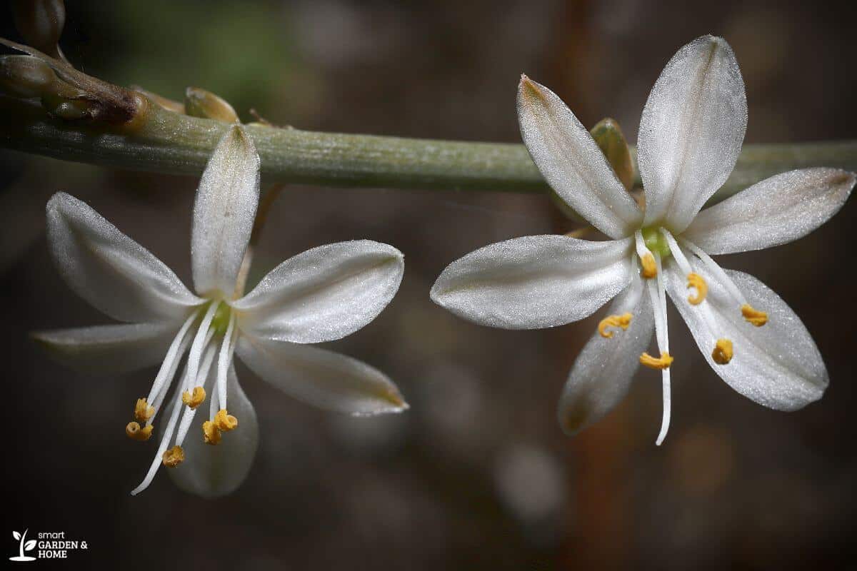 Two Spider Plant Flower