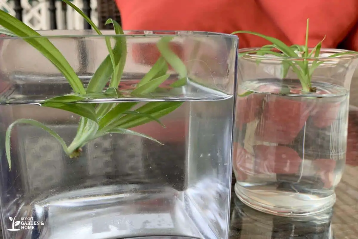 Two Spider Plants Growing in a Cup of Water
