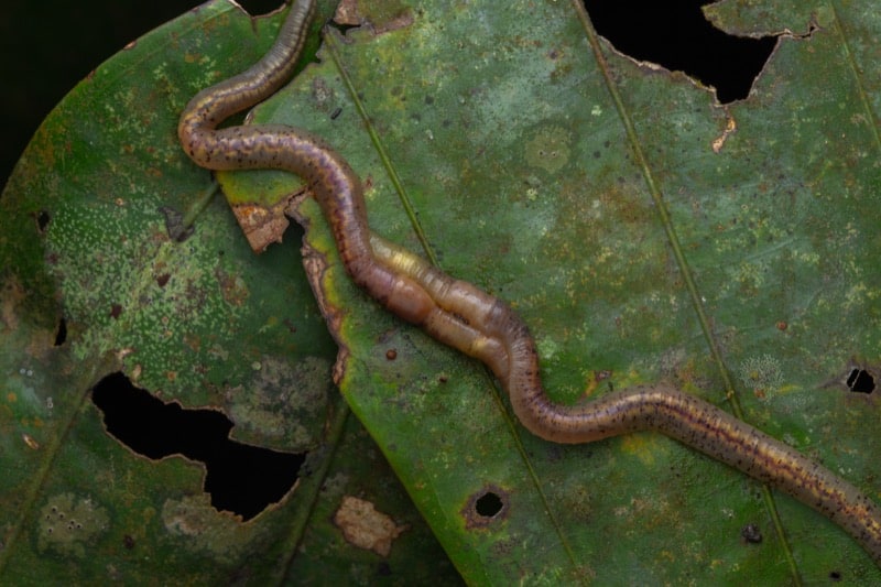 Two Worms Mating