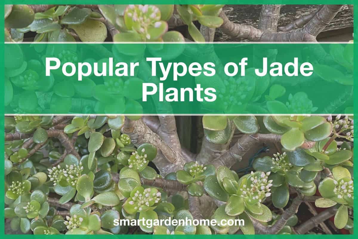 Popular Types of Jade Plants