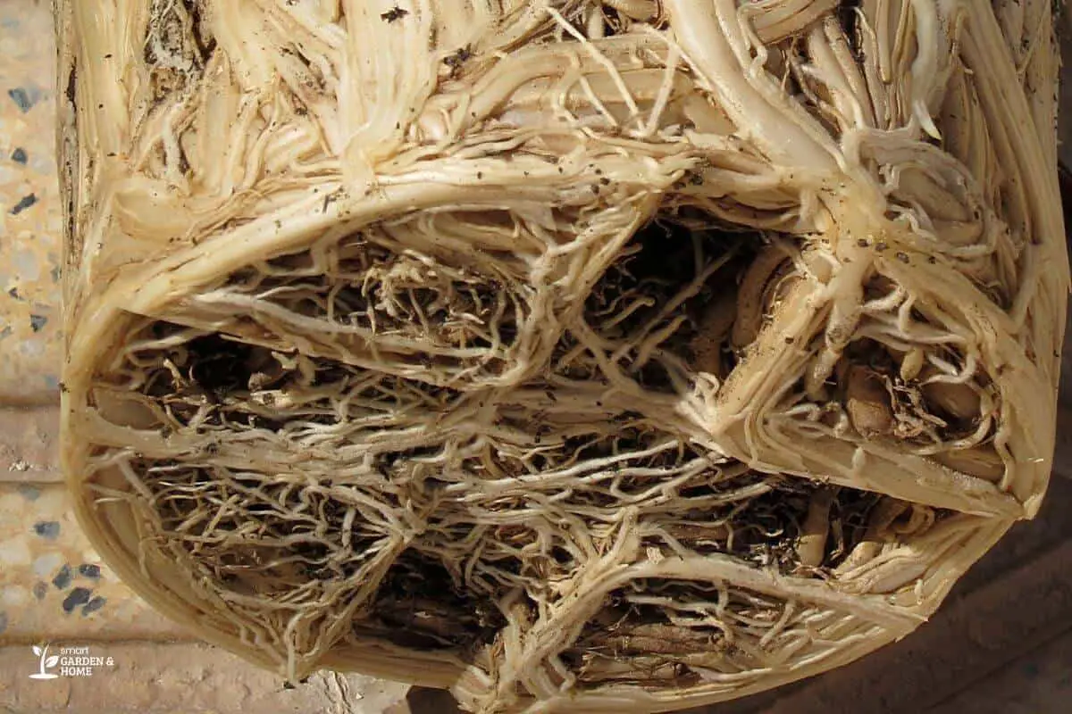 Under View Of Spider Plant Roots