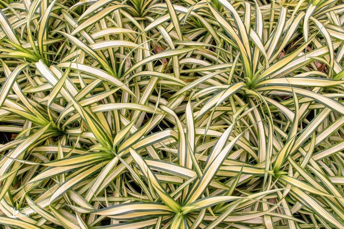 Underwatered Spider Plants