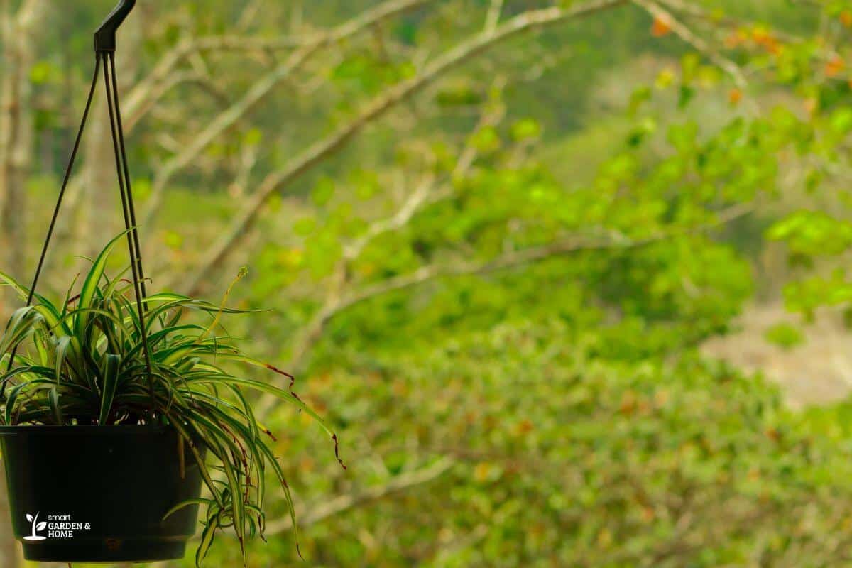 Unhealthy Hanging Spider Plant That Can Be Saved