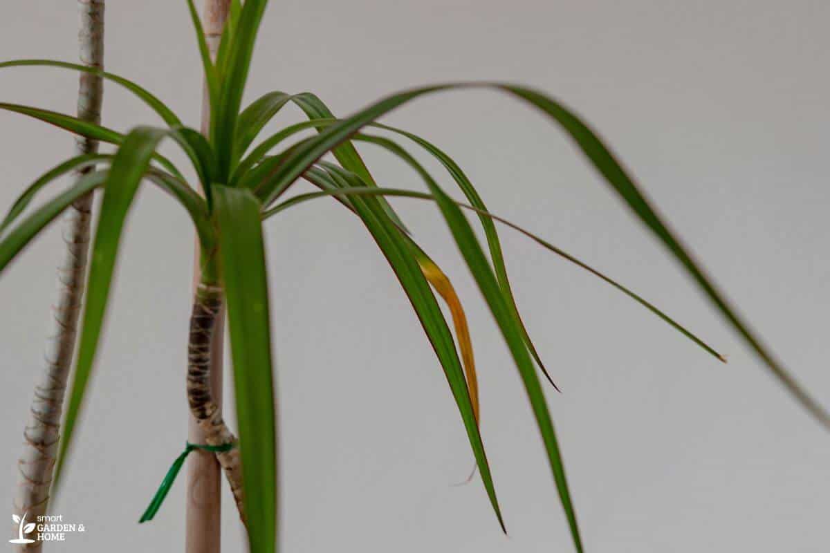 Unhealthy Spider Plant Due to No Light Exposure