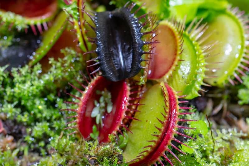 Close-up of an unhealthy  Venus flytrap with black spiky-lobed trap surrounded by other traps displaying a mix of red and green colors.