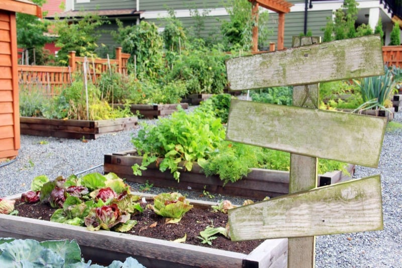 Outdoor Vegetable Garden