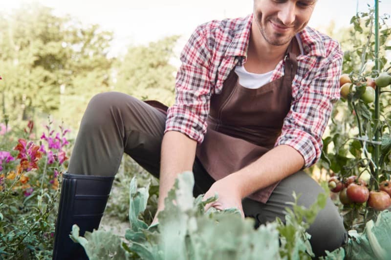 Outdoor Vegetable Garden