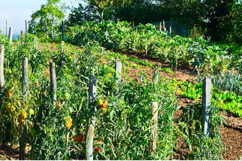 Outdoor Vegetable Garden