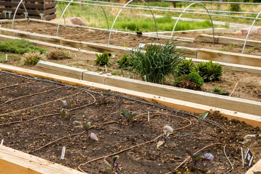 Vegetable Garden Block Layout