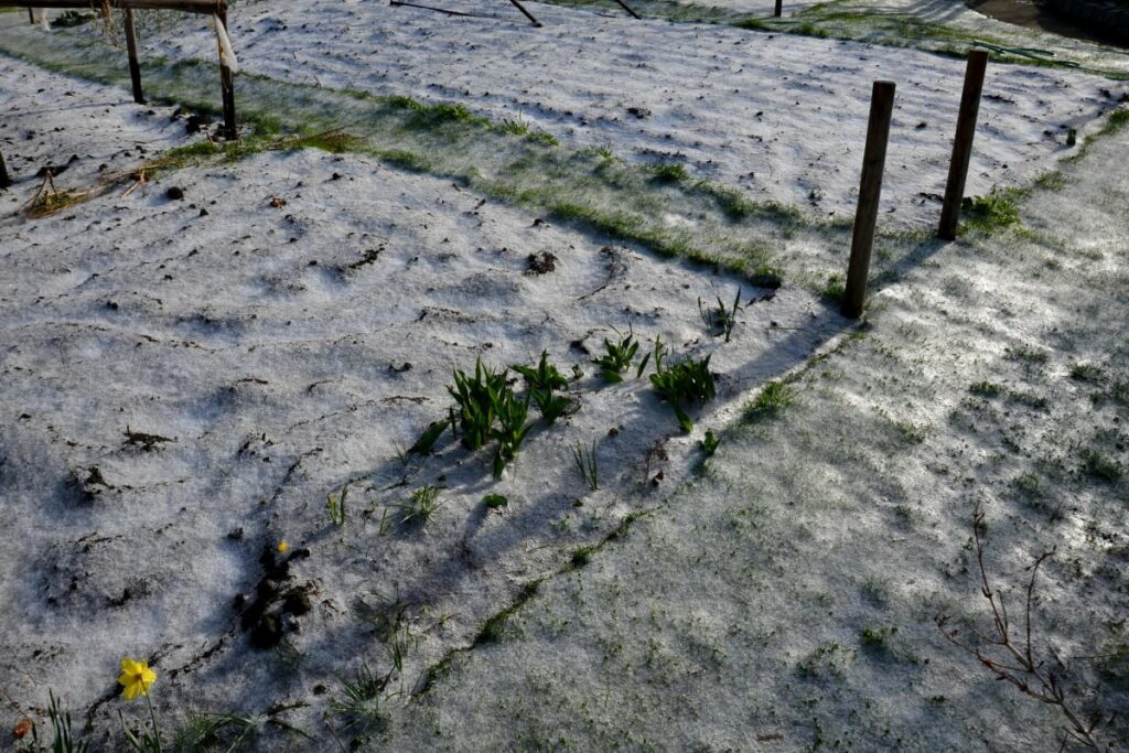 Vegetable Garden Covered in Snow