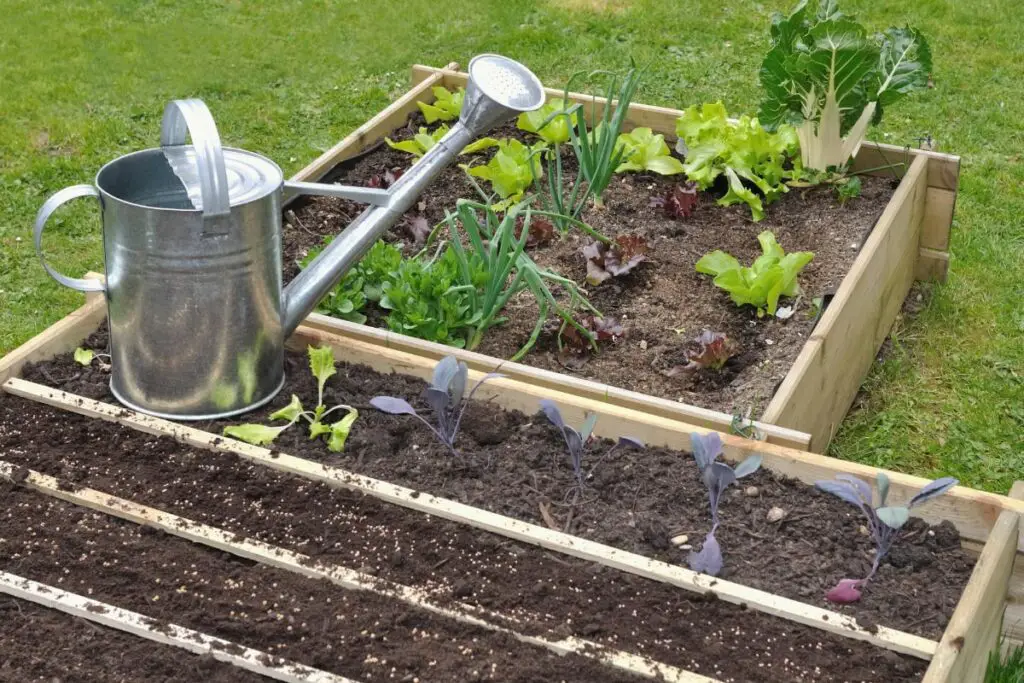 Vegetable Garden Raised Bed Layout