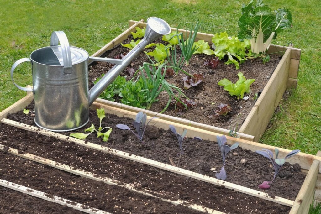 Vegetable Garden Raised Bed Layout