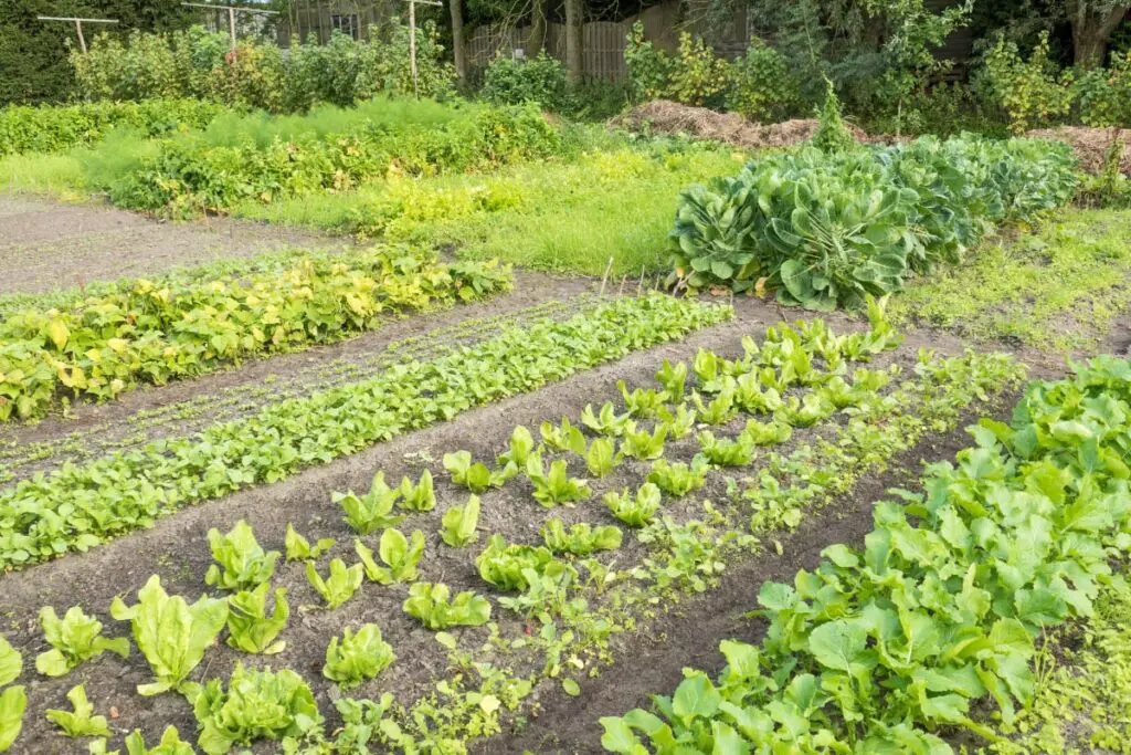Vegetable Garden Row Layout