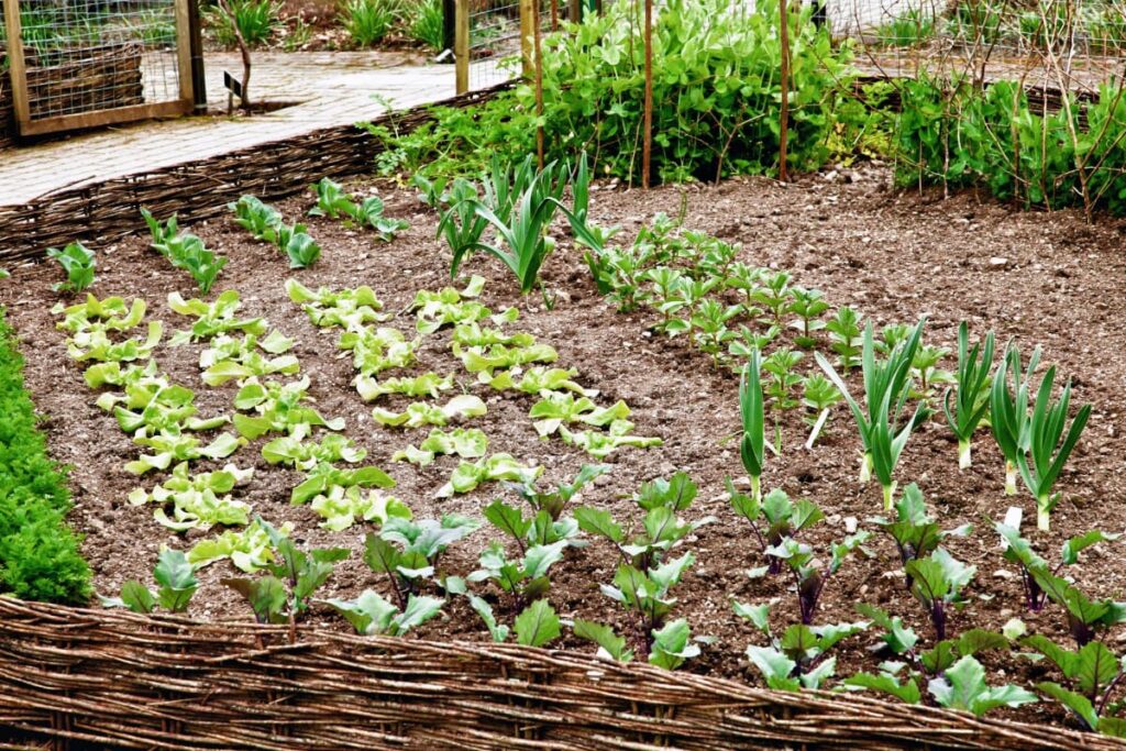 Vegetable Garden Row Layout