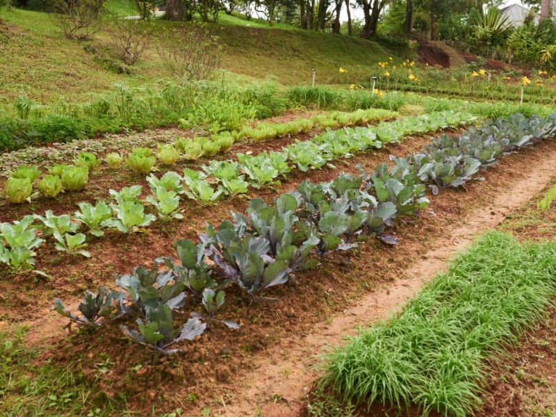 Vegetable Garden and Spacing between plants