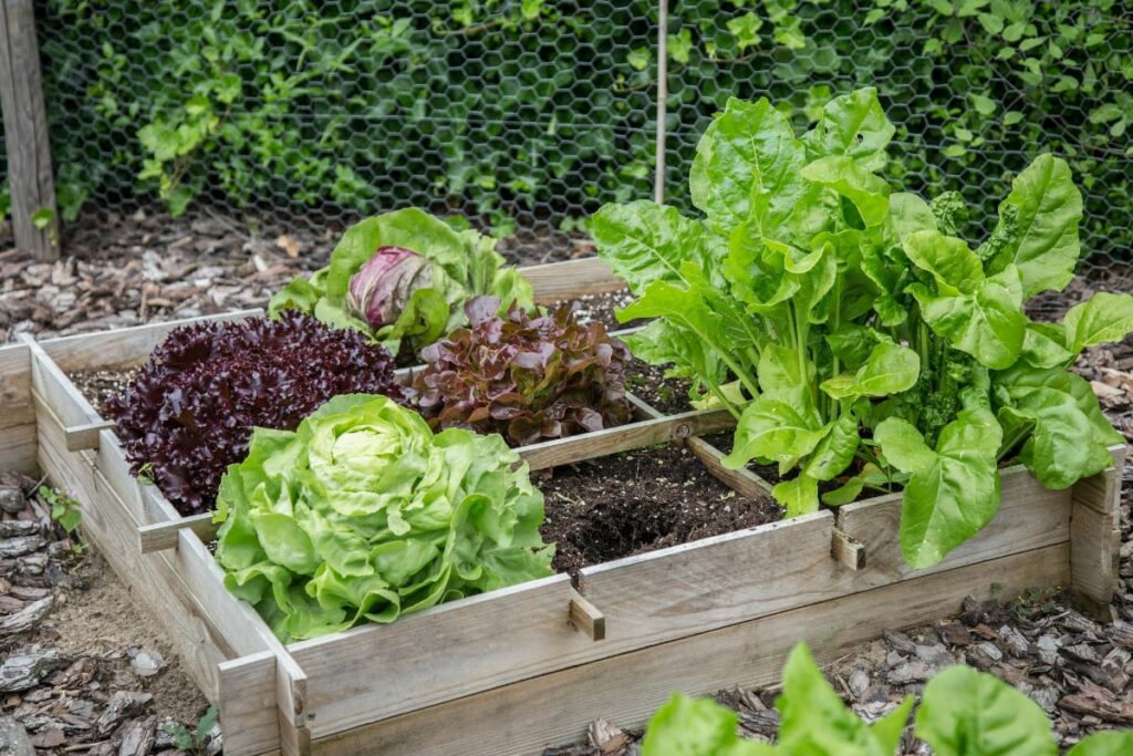 Vegetable Garden Four Square Layout