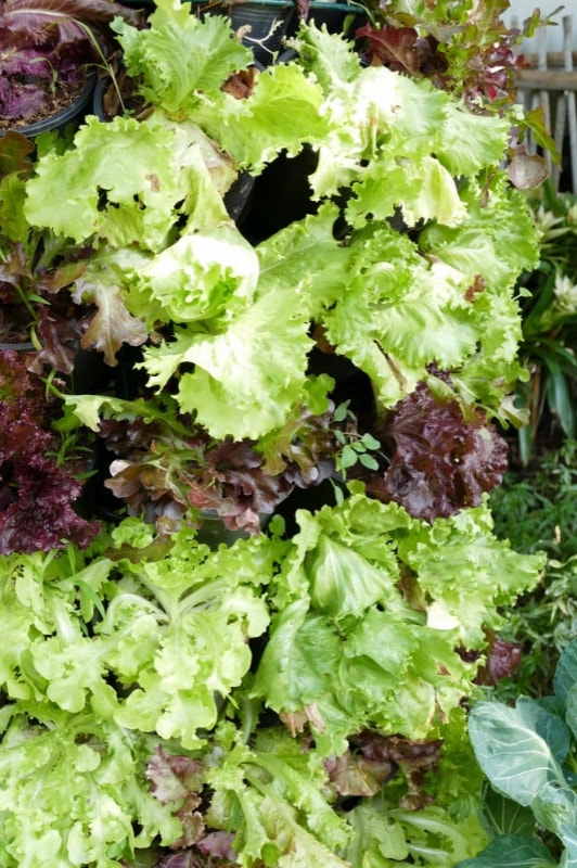 Vegetable Garden Vertical Layout