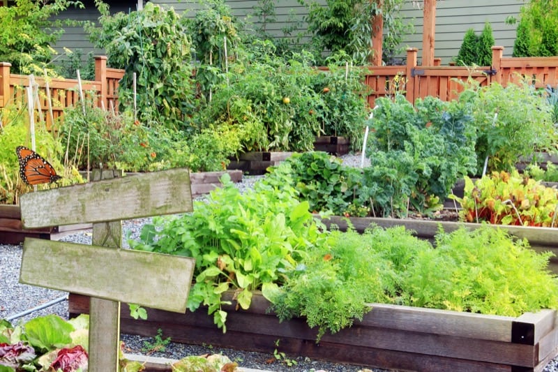 Vegetable Garden