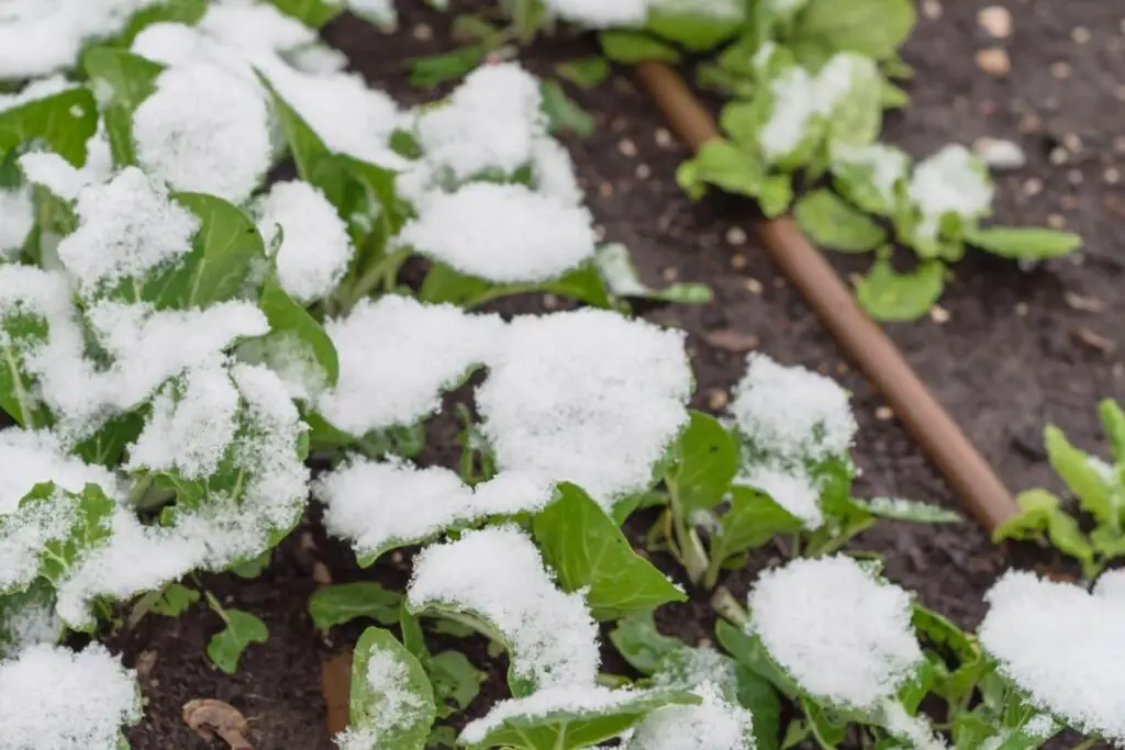 Vegetable Plants Covered in Snow