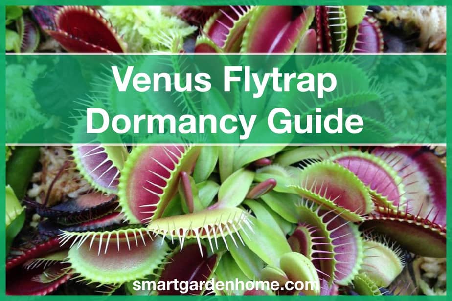 Venus Flytrap Dormancy Guide