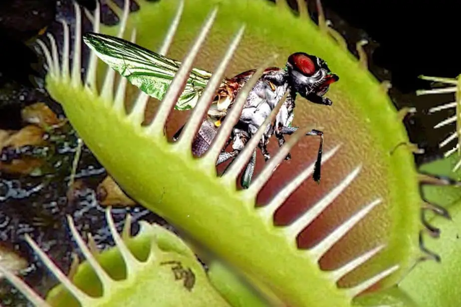 Venus Flytrap Eating a Fly