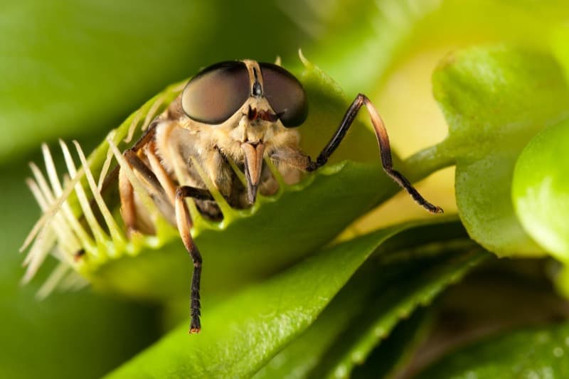 Venus Flytrap Eating Fly