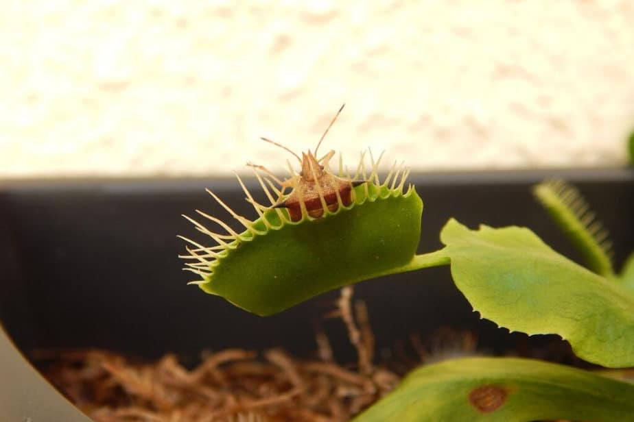 Venus Flytrap Eating Insect Bug