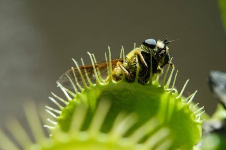 What Do Venus Flytraps Eat? Food Options Smart Garden and Home