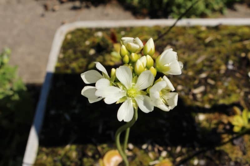 Venus Flytrap White Flowers