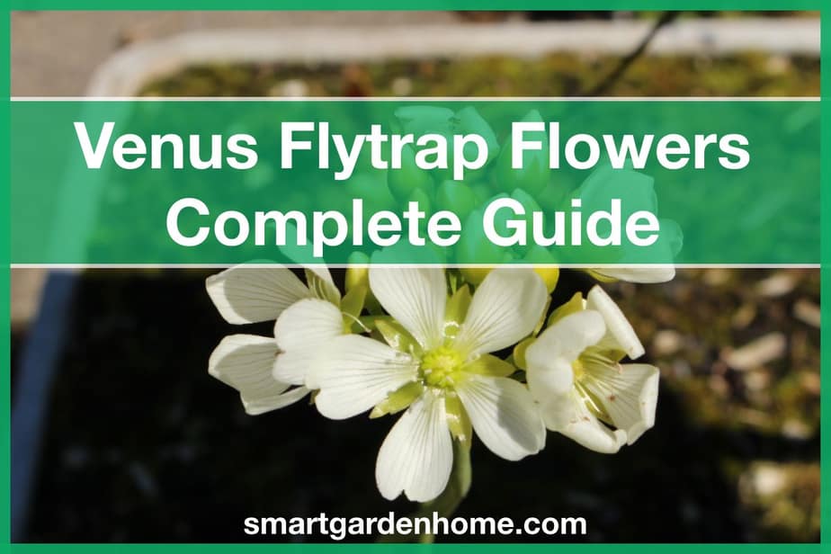 Venus Flytrap Flowers and What to Do With Them