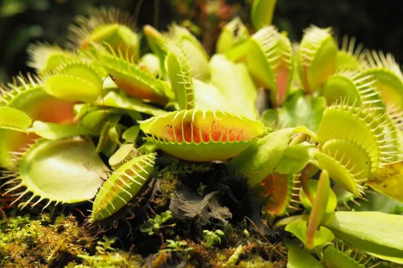 When and How Venus Flytraps Open and Close