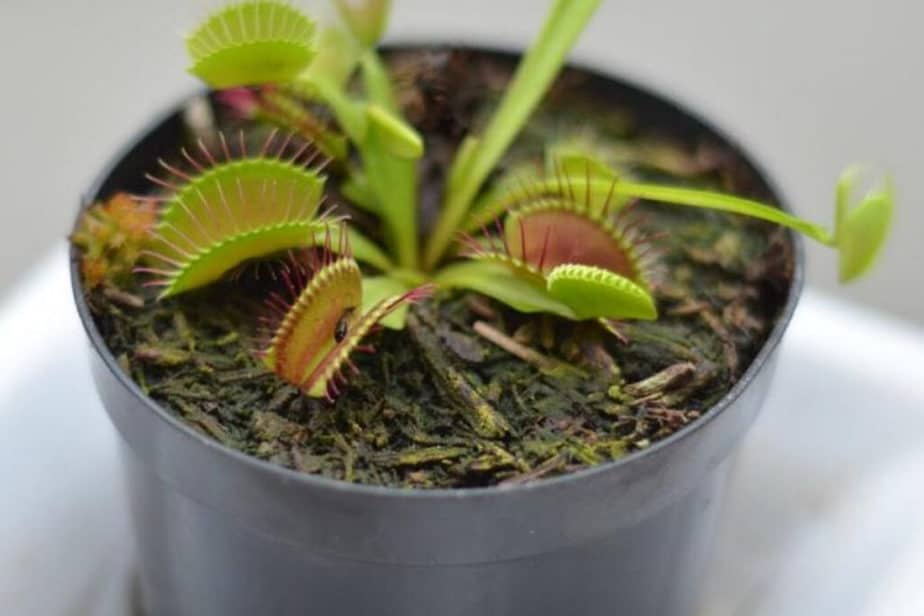 Venus Flytrap Plant Eating Ant