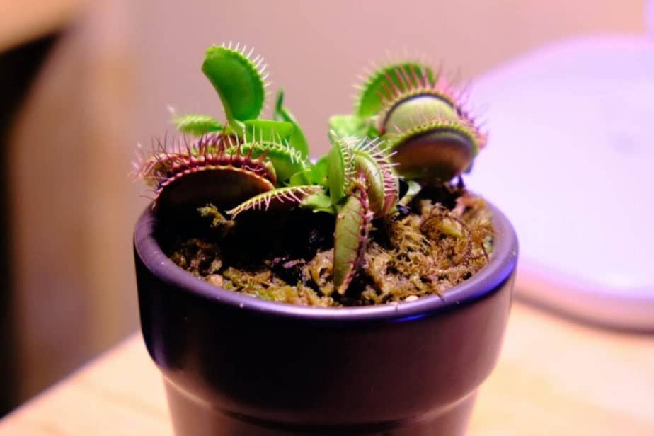 Venus Flytrap Plant in Pot