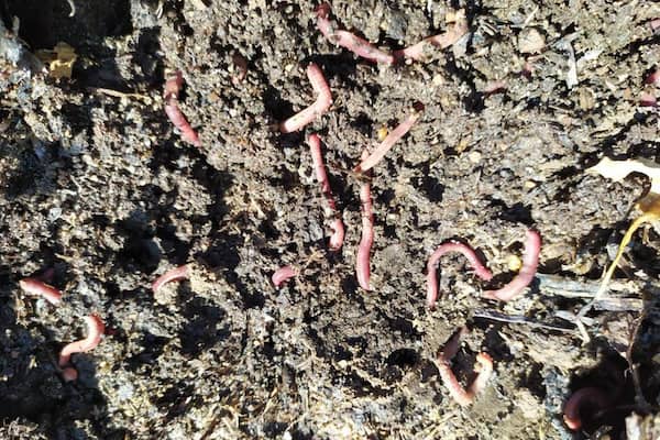 Vermicompost