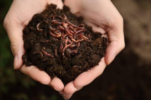 Vermicompost Worms