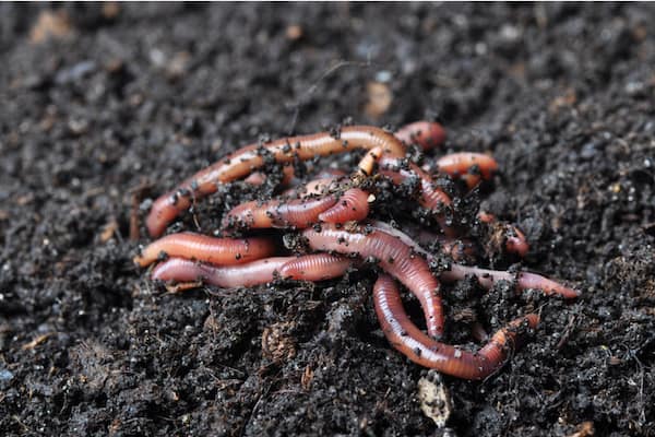 Vermicomposting Worms