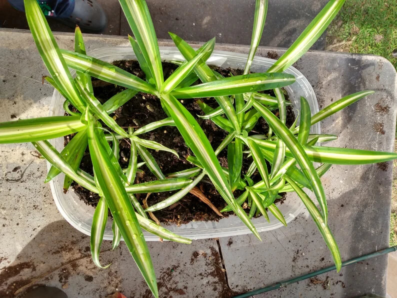 A close-up view of a potted vittatum spider plant placed on a table highlights the distinctive green leaves with white stripes.