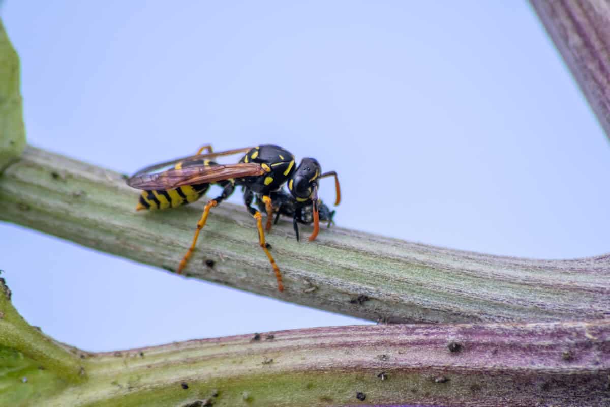 Ways to Get Rid of Ants and Wasps on Vegetable Gardens