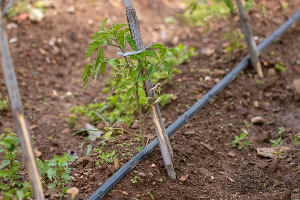 Water Hose Irrigation in Vegetable Garden