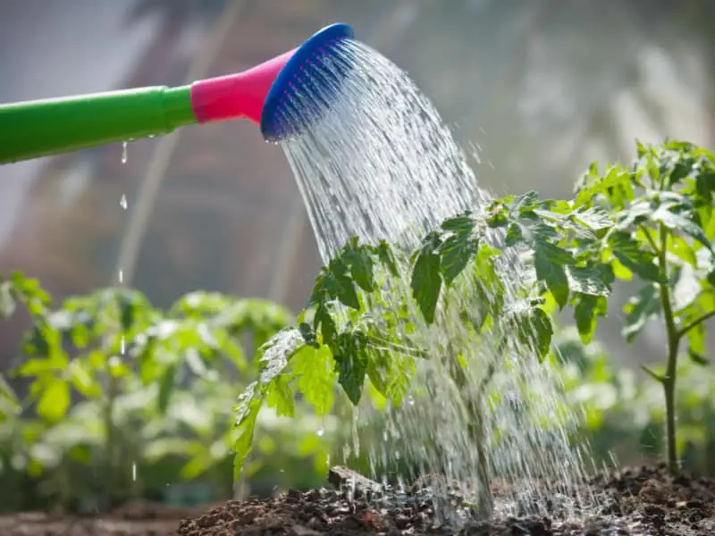 Watering Vegetable Plants