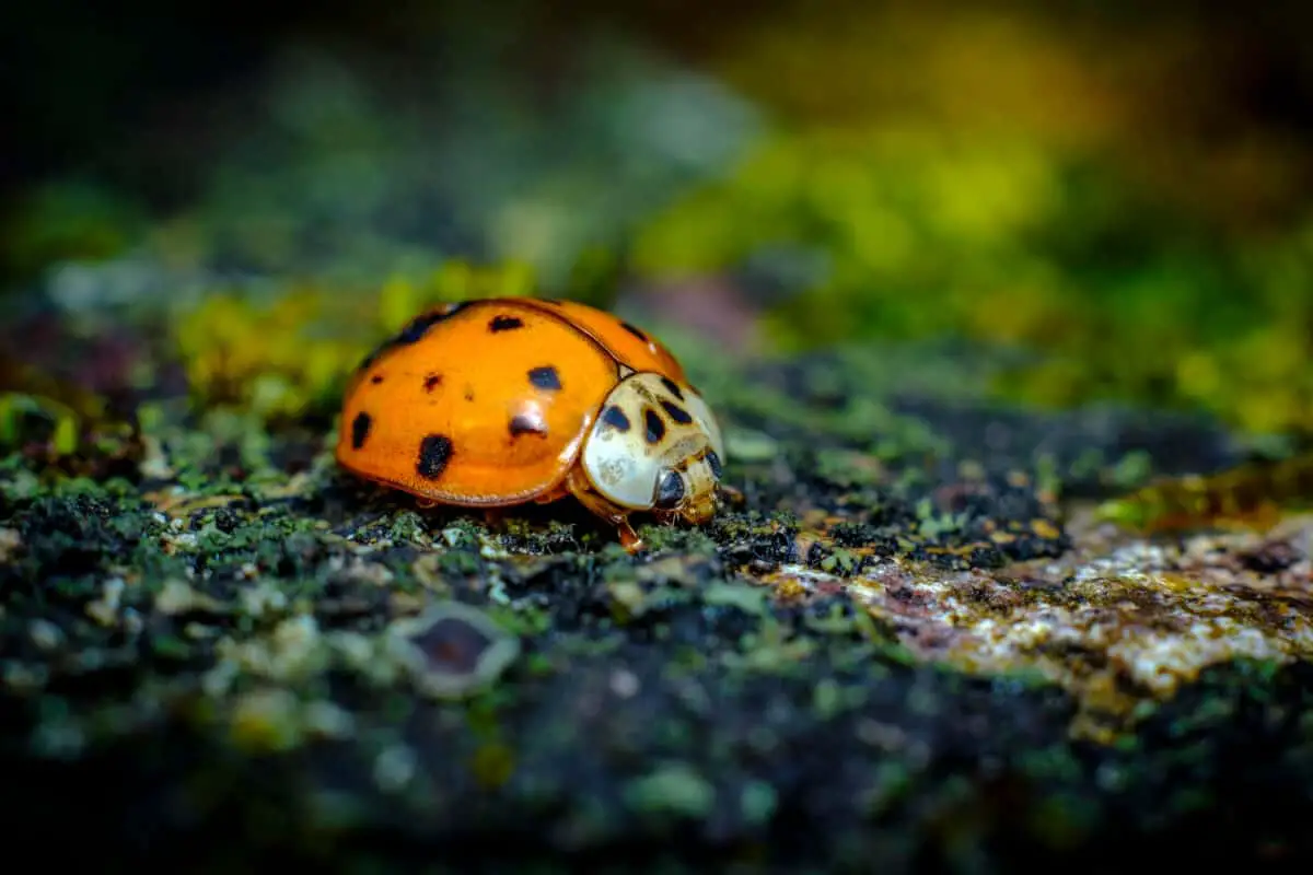 What are Asian Lady Beetles and Ladybugs