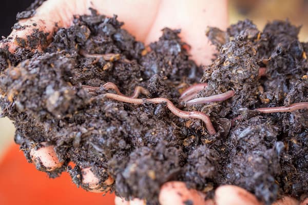 Vermicomposting Worm Castings