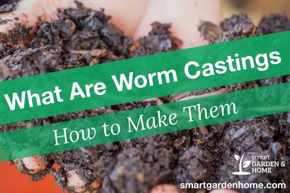 What are Worm Castings and How to Make Them