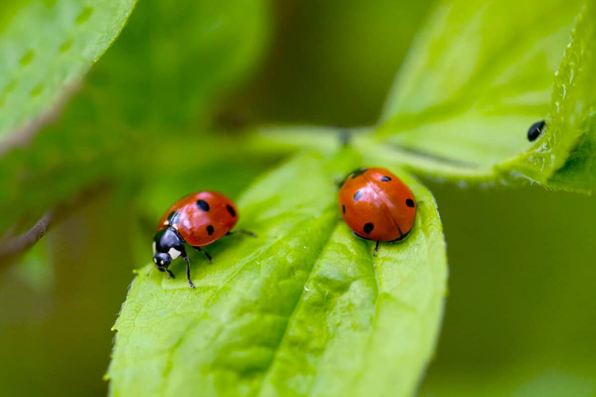 What Attracts Ladybugs to Garden