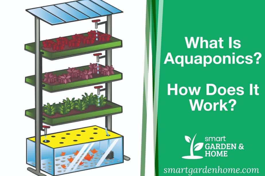 What is Aquaponics. Hw Does It Work