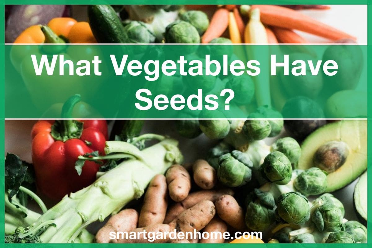 What Vegetables Have Seeds? (14 Examples) Smart Garden And Home