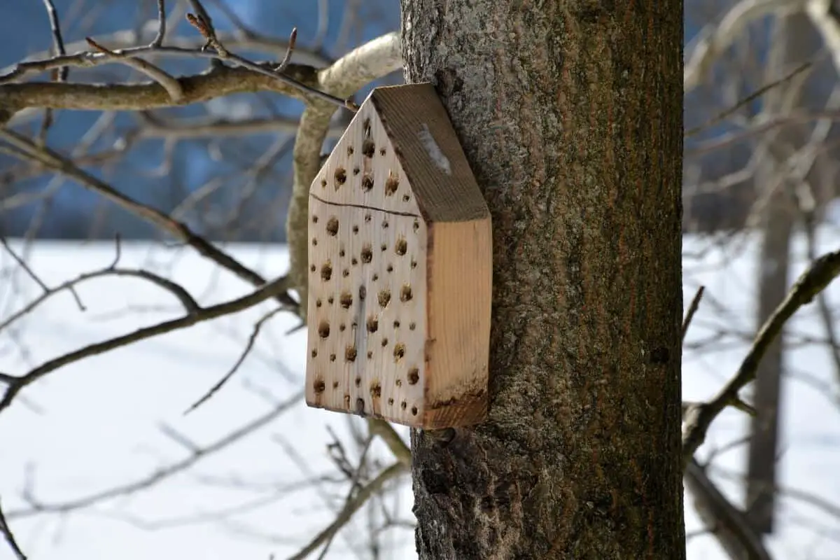 Where Should a Beneficial Insect House Be Placed