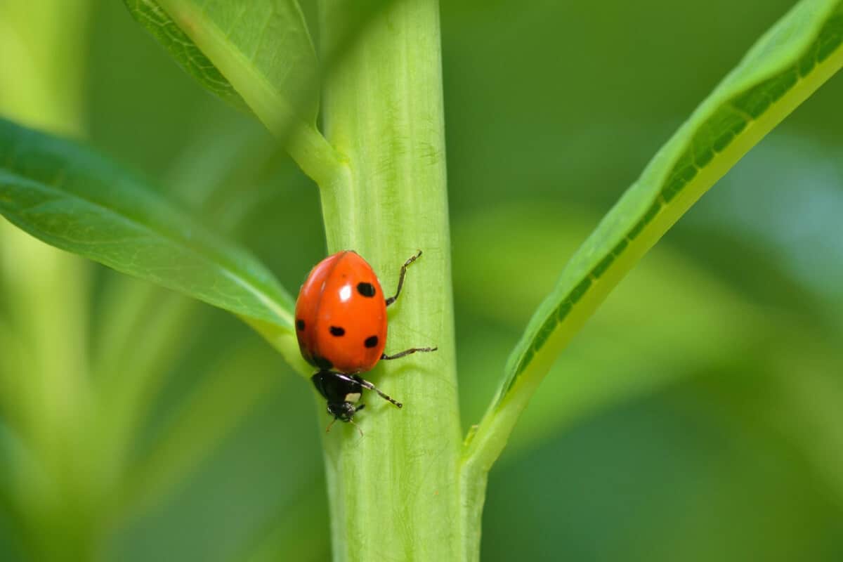 Where to Buy Live Ladybugs